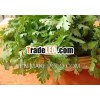 Pure Coriander Extract