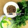 Essential Coriander Oil