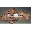 Auricularia auricula