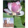 Nelumbo Nucifera Extract