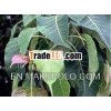 Peepal Tree Leaves Extract
