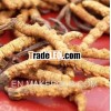 Cordyceps sinensis Xizang origin/Precious traditional Chinese medicine