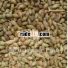 Cang Er Zi Xanthium Sibiricum Siberian Cocklour Fruit Fructus Xanthii