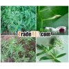 Andrographis Paniculata Herb
