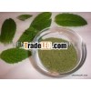 natural mint leaves powder