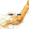 Ren shen Ginseng root herb root Traditional herb dry herbs