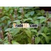Coleus Forskohli (Mayamul - Garmar) Extract 20 %
