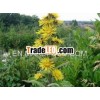 Inula Racemosa (Pushkarmool) Dry Extract
