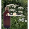Natural Yarrow Oil - Herbal Medicinal Oil