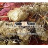 Supply of Root of Ubi Jaga Smilax Myosotiflora