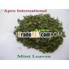 Mint Leaves/Mentha Sativa Leaves