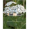 Achillea Millefolium / Yarrow Flowers