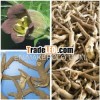 Dian Qie Gen Belladonna roots herb medicine/herbal medicine/drug hamdard medicines medicinal herbs h