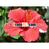 Hibiscus Rosa Sinensis (Tropical Hibiscus )Dry Ext.
