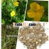 Bai qu cai Celandine Celandin Chelidonium Chelidonium majus Chelidonic Greater Calandine Herb