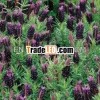 Lavendula Stochase (French Lavender) Dry Extract
