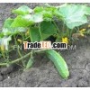 Cucumis Sativus(Cucumber ) Dry Extract