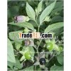 Atropa Belladonna Herb - Highly medicinal herbs