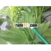 MIST Sprinkler HOSE