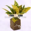 Soil Substitute Sponge