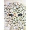 HORTICULTURE GRADE PUMICE STONE