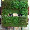 Green wall plant