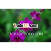Dendrobium Pink Panther,  orchid plants