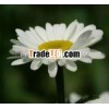 pyrethrum insecticide 50% Pyrethrum