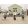 13'Lx7.5'Wx6'H Chain Link Kennel
