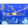 Acrylic fish Tank