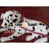 reflective products with pet accessories
