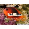 Red Saddleback Clownfish