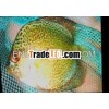 Discus Fish 2"-2.5" Body size Mixlot