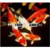 Assorted Koi Fish