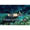 Live Marine Fish,  Coral and Live Rock from Indonesia