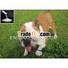 lactic acid bacteria for pets of High quality of Japan dog waste bag dispenser