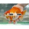 Oranda goldfish