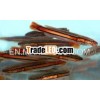 Live Tropical Fish / Red Snakehead