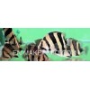 Tiger datnoid(Pulcher)