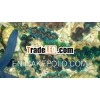 tridacna crocea blue green