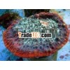 rare corals