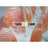 Albino Leopard Discus 002