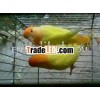 African Opaline Birds