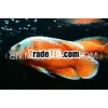 Tropical Fish / Oscar Fish