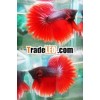 Halfmoon Betta