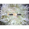 anemone