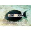 Indonesia Marine Fish ,  Coral ,  Live Rock