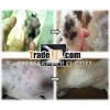 lactic acid bacteria for pets of High quality of Japan mlm product