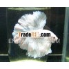 Betta half moon ,  Plakat HM ,  Plakat fight
