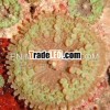 Live Coral Aquarium,  Ricordea Species